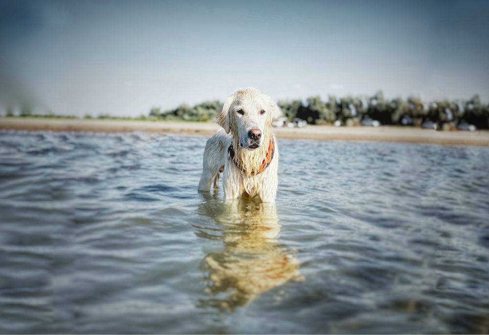 Золотистый ретрирвер для вязки