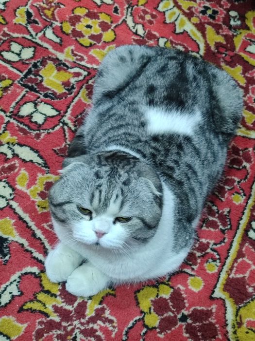 Жених ищет невесту.Вязка срочно.