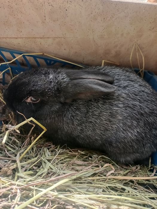 Продам кроликов помесных