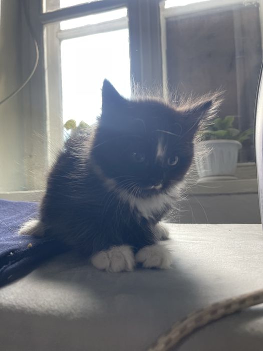 Котёнок мальчик 4 месяца