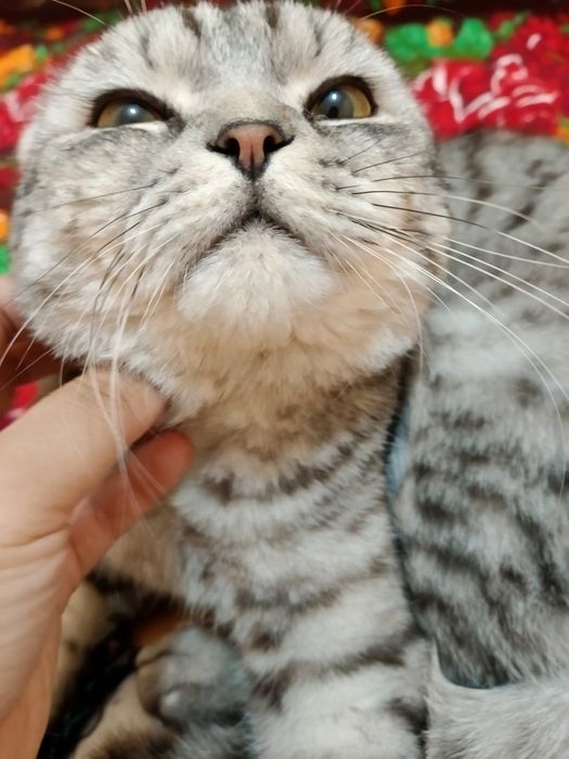 Skotish fold 1 yosh toza mushuk