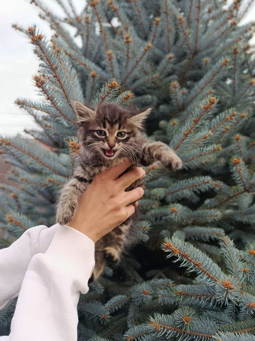 Отдам в добрые руки котенок 1 месяц , мальчик