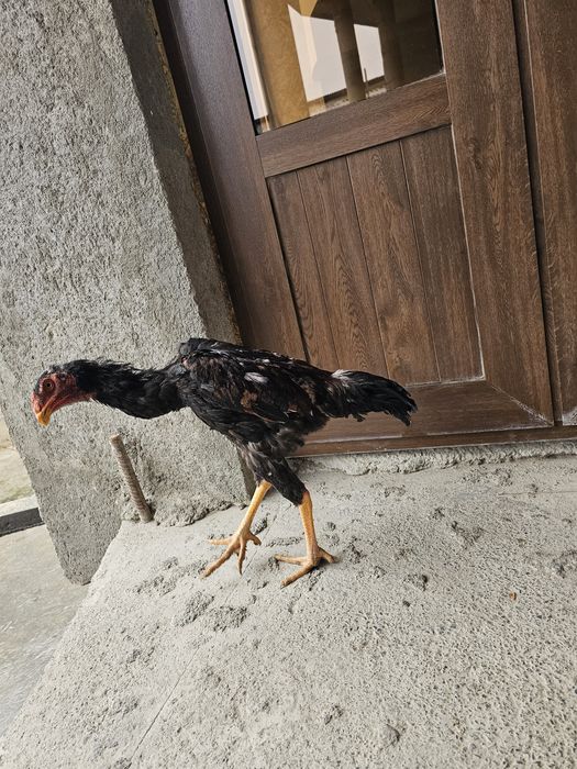 Juja sotiladi hali qichqirmagan yaxshi narsa