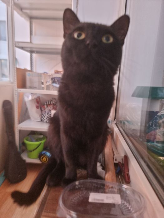 Ищем дом для кота