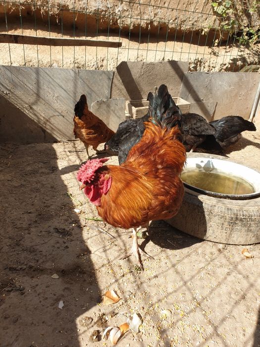 Продаются домашние куры