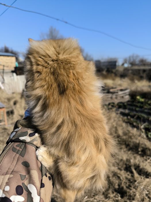 Котенок девочка 4 месяца