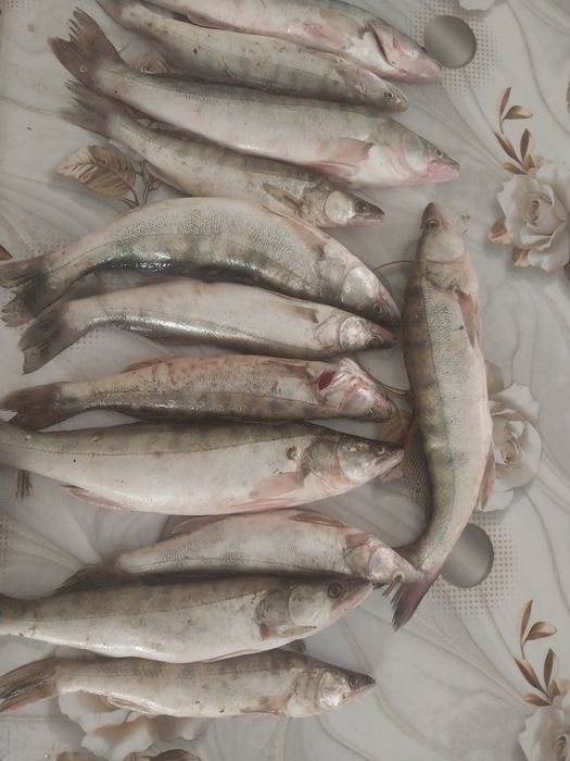 12 судак бар 500₸ ден