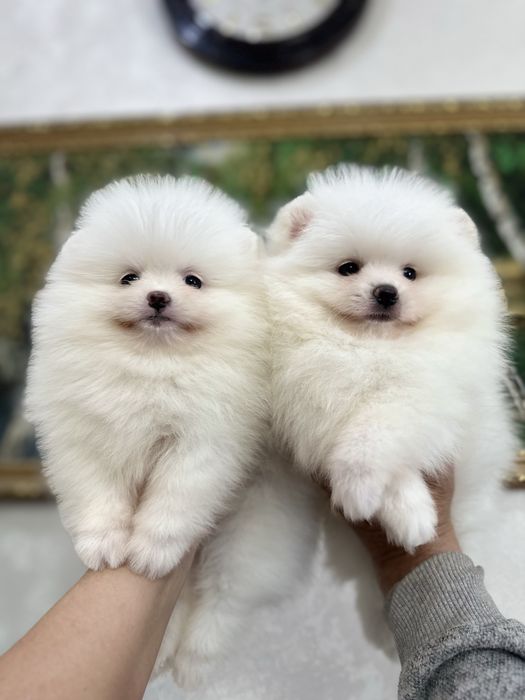 Белые шпицы мишки