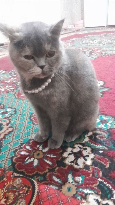 Мушукчалар сотилади