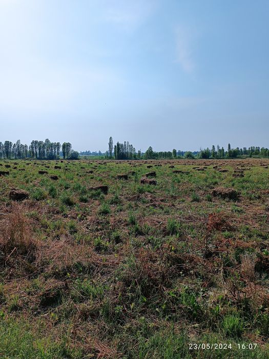 Beda yangi oʻtli holati yaxshi 80-90 ga boylangan