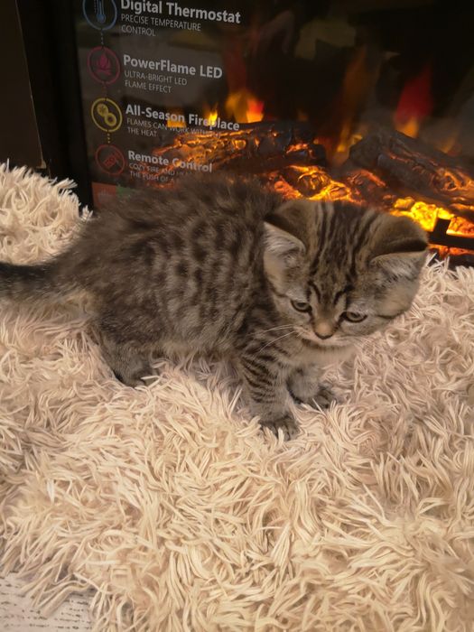 Шотландски и британски котенца