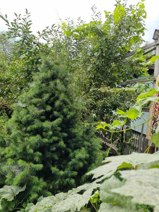 Продам Два дома, усадьбу 28,8 соток, делимый, сауна, навес, хозпостр.