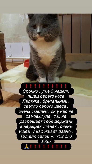 Потерялся кот с белой грудью