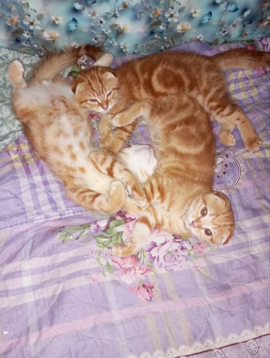 Котята веслоухие