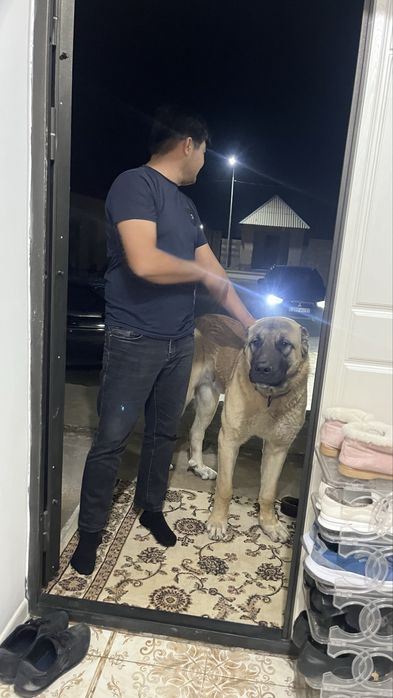 Щенок кангал турецкий 9 мес