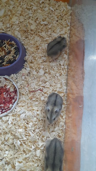 Хомячков джунгарских