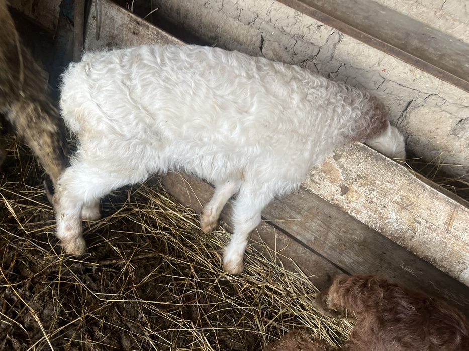 Қозылы қойлар сатылады