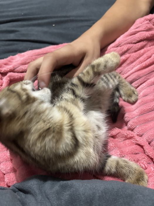 Отдаю котят.