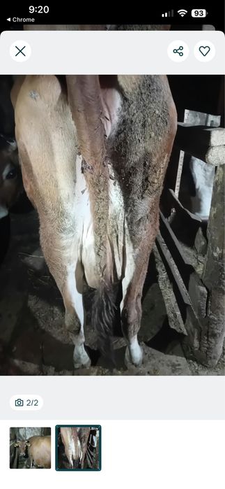Продавам крава за доене