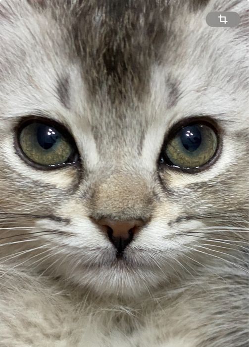 Британская короткошерстная