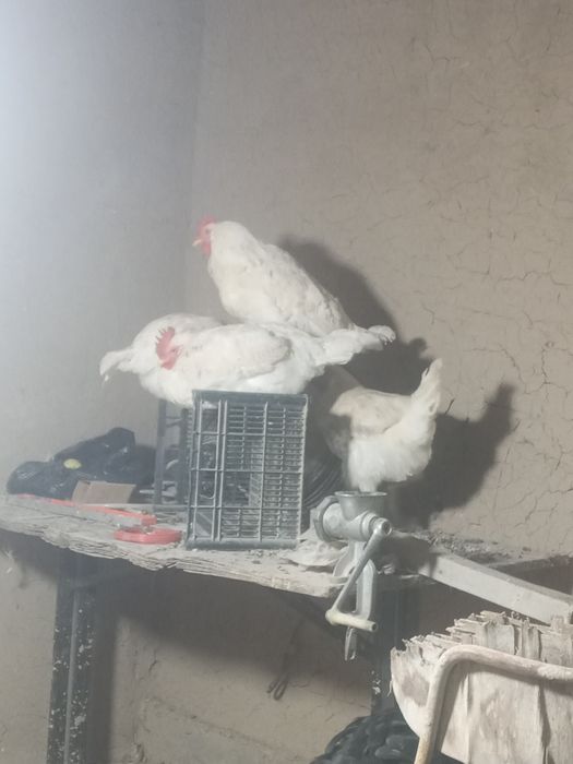 Товук ва хурозлар сотилади