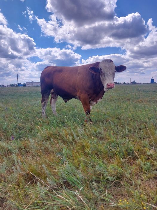 Продам быка Симентал