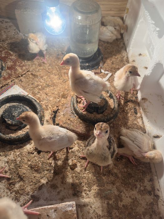 Big6 kurka 10kunlik zakaz olamz