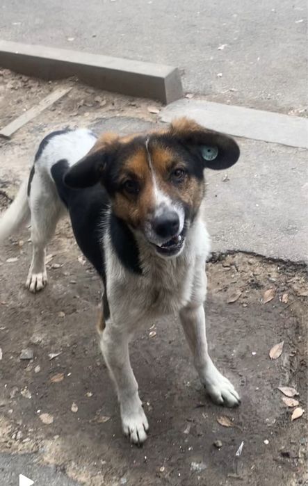 Отдам собаку, мальчик, молодой кастрирован, отличный охранник привезем