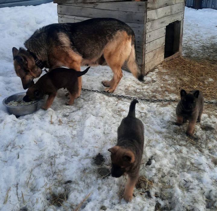 Продам щенков Волкособа!