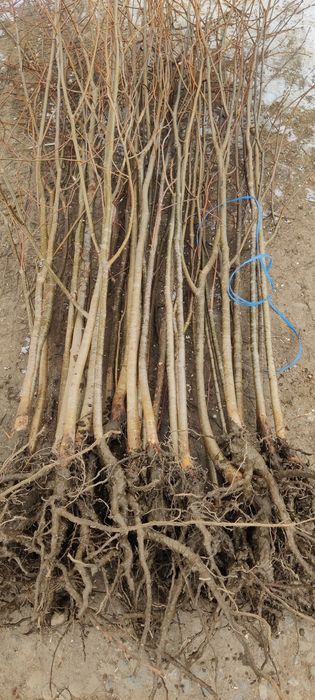 Puieți de Tei mirositor