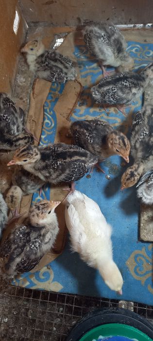 Индюшата продаются 11 суток