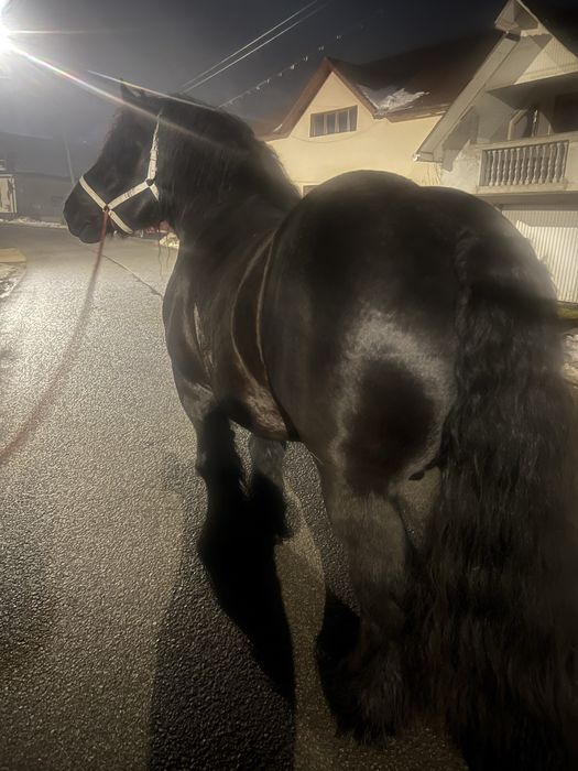 Armasar pentru monta