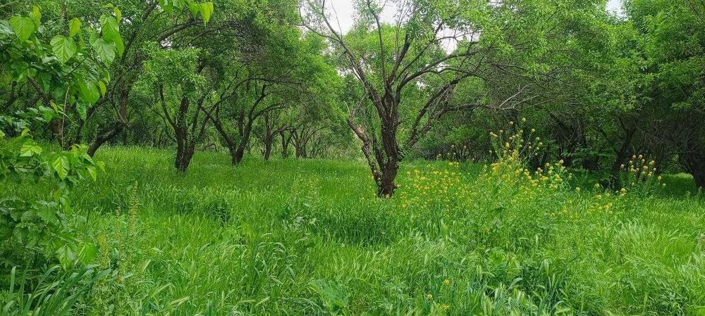 Шошилинч нотурар чойхона сотилади