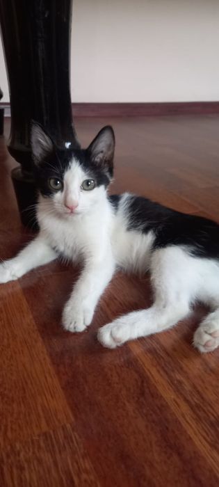 Отдам милых котят в добрые и хорошие руки.