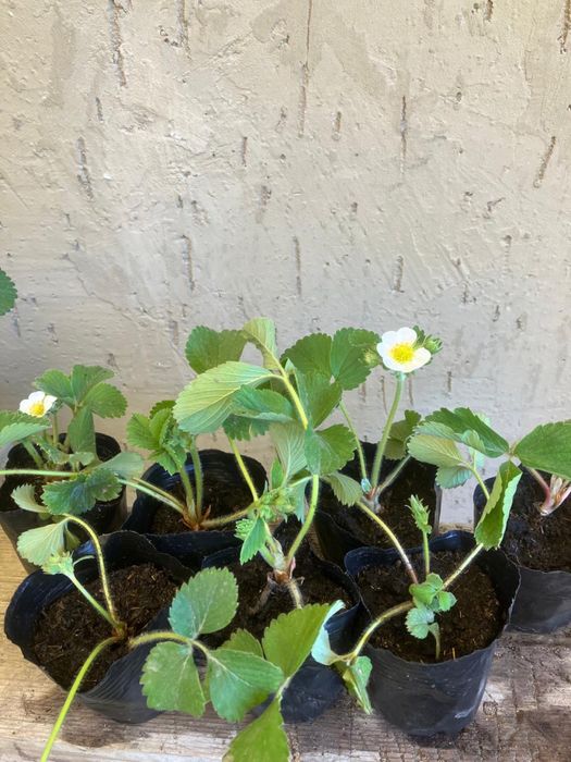 Клубника, саженцы