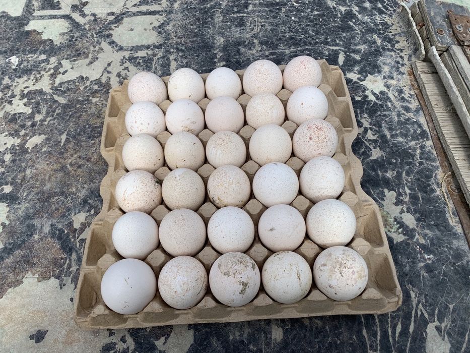 Индюшинные яйца для инкубатора