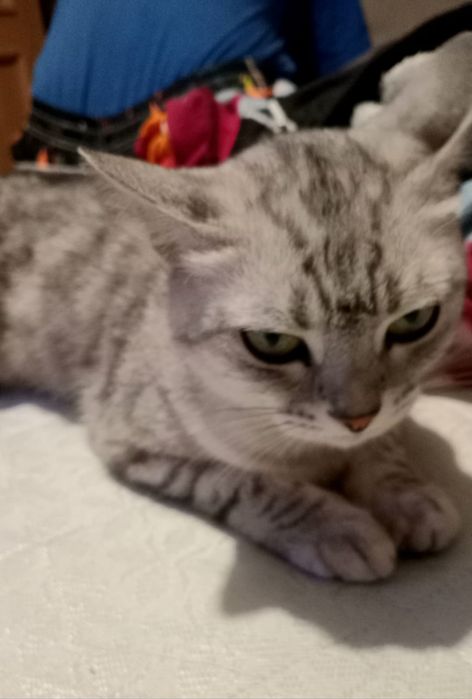 Шотландская прямоухая