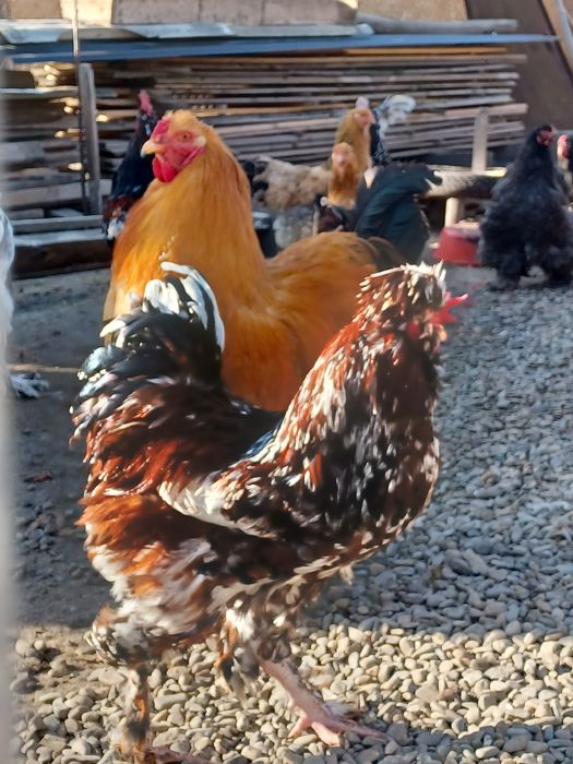 Vand doi cocosi strumschi porțelan și unu brahma galben