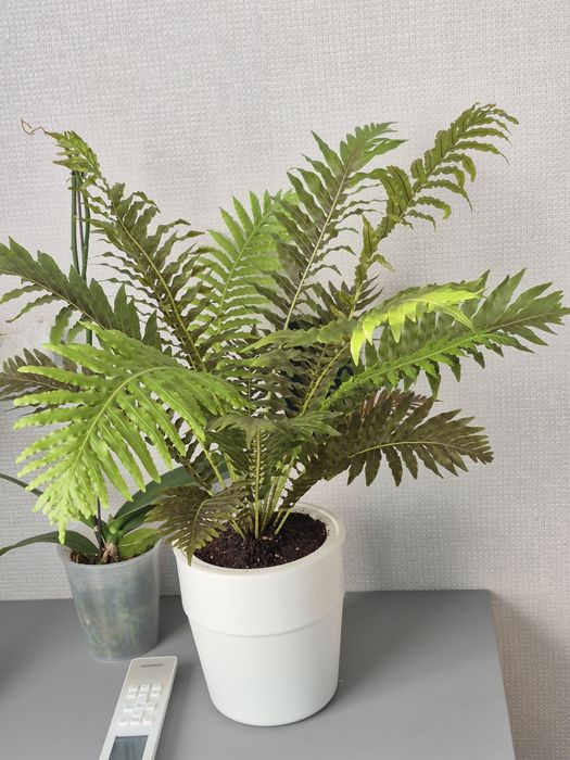 Продам комнатные растения