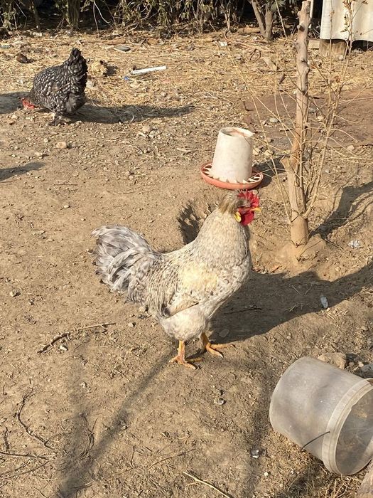 Қораздар сатыладв