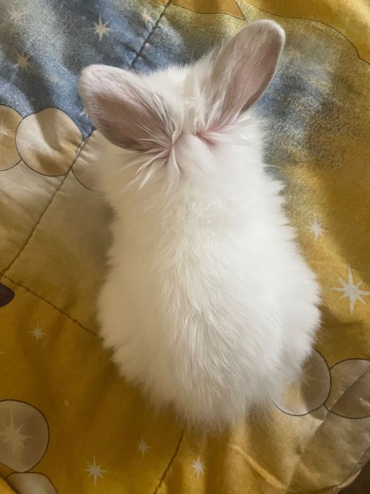 Зайче на два месеца