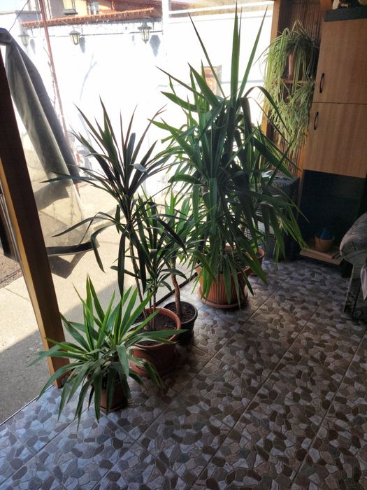 de vanzare plante yucca