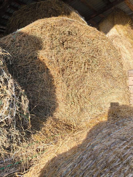 Vand baloti de lucerna si fan