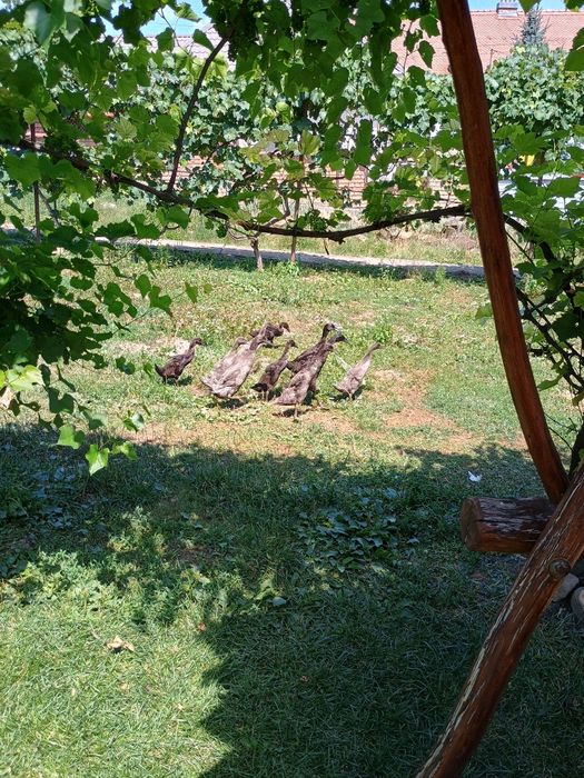 Rațe indiene, alergatoare