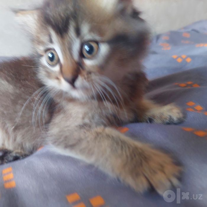 Котёнок вислоухий