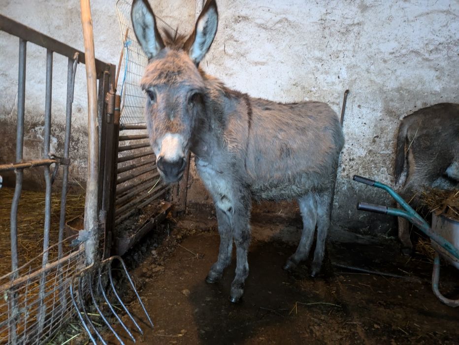 De vânzare magarita gestanta