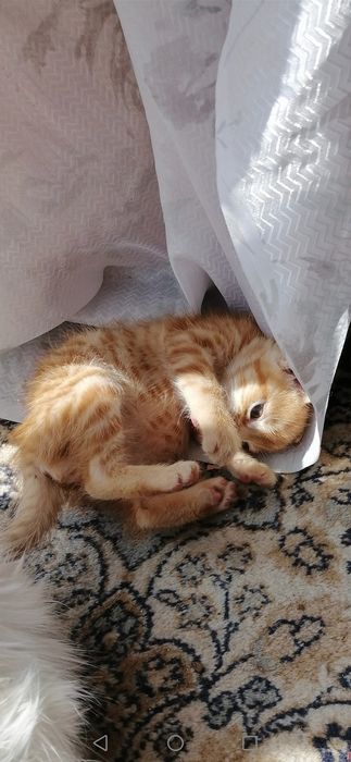 Котенца  - Подарявам Шепичка Любов