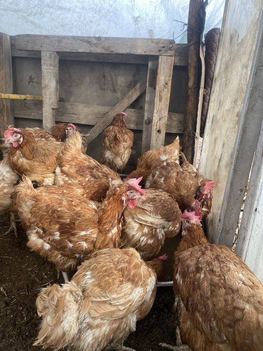 Тауық сары қолдың тауығы