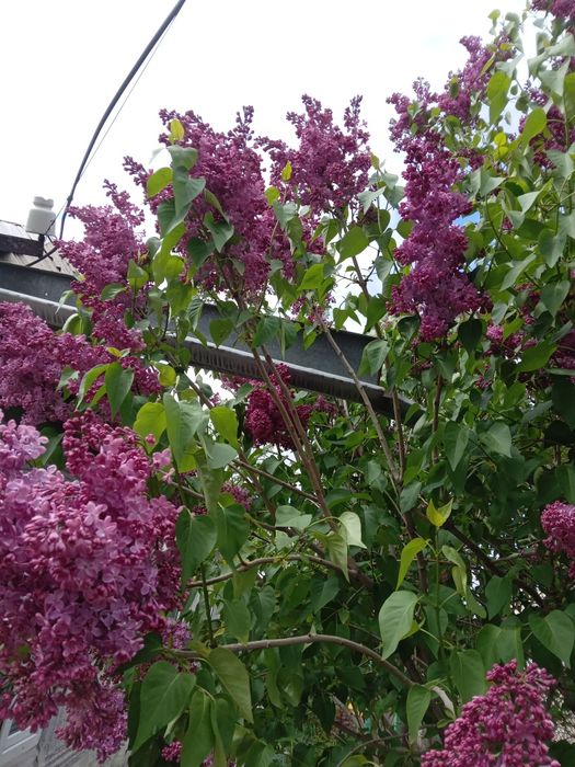 Продам веточки сирени