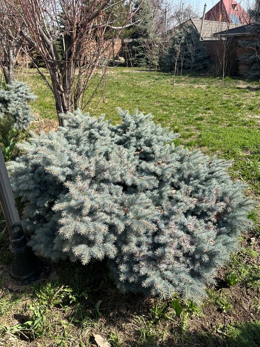 Ели голубые, сизые, елки и др.